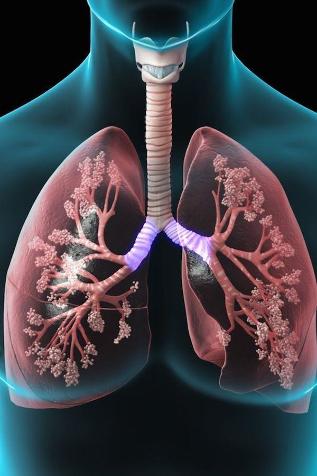 el sistema respiratorio